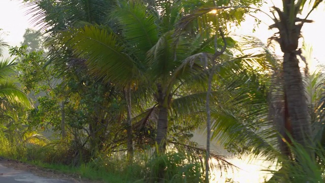 视角拍摄的美丽的热带道路与棕榈树和一个湖后的树木在日落。热带旅行的概念。假期的概念视频素材