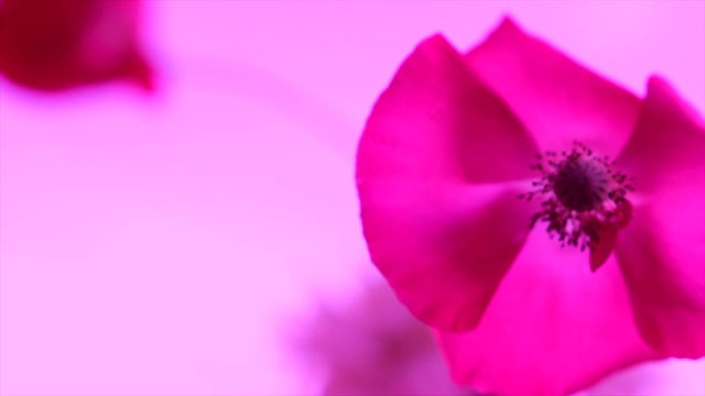 抽象的粉色花朵背景视频素材