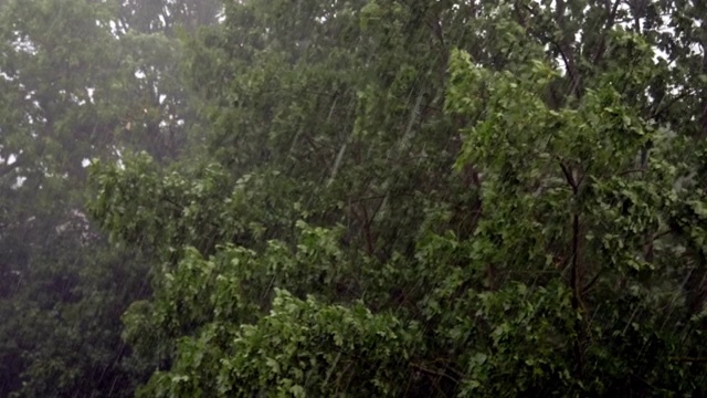 夏季冰雹撼动大树视频素材