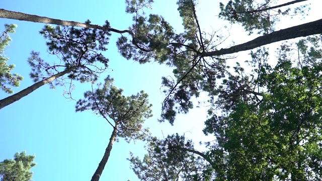 园林花卉植物视频素材