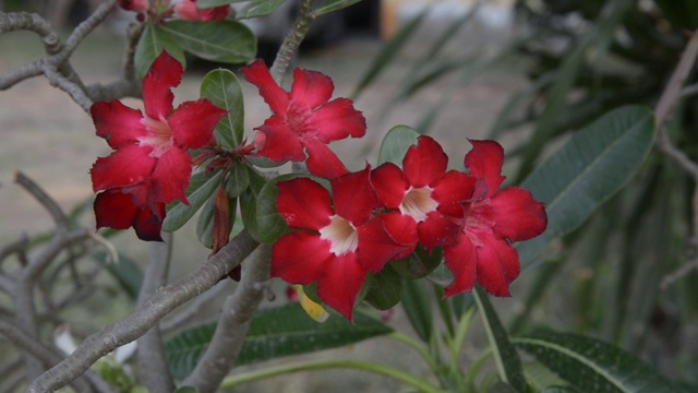 美丽的花背景热带花粉红Adenium沙漠玫瑰视频素材