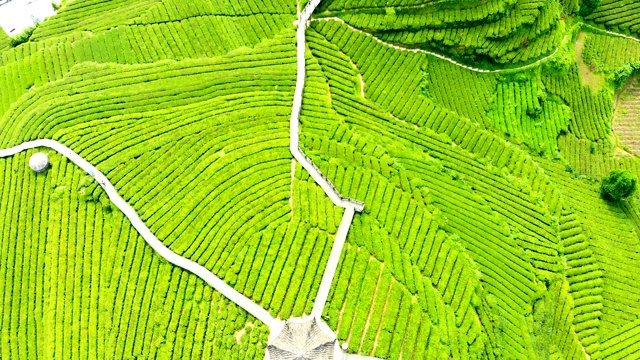 绿茶种植梯田鸟瞰图视频素材