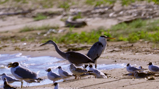 灰鹭(Ardea cinerea)、黑颈鹭(Ardea melanocephala)、黑头鸥(Ichthyaetus Ichthyaetus)、黑头鸥(Chroicocephalus ridibundus)、黑头鸥等在沙滩上休憩。视频素材