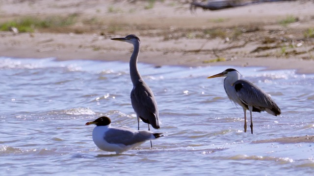 灰鹭(Ardea cinerea)、黑颈鹭(Ardea melanocephala)和黑头鸥(Ichthyaetus Ichthyaetus)站在浅水中休息。视频素材