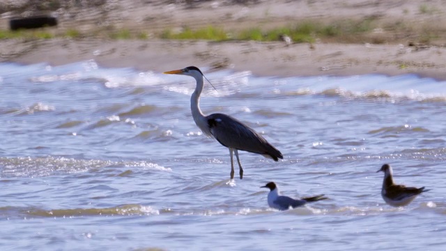 灰鹭(Ardea cinerea)站在浅水里休息。视频素材