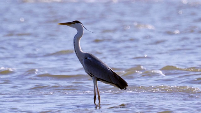 灰鹭(Ardea cinerea)站在浅水里休息。视频素材