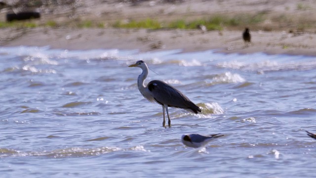 灰鹭(Ardea cinerea)站在浅水里休息。视频素材