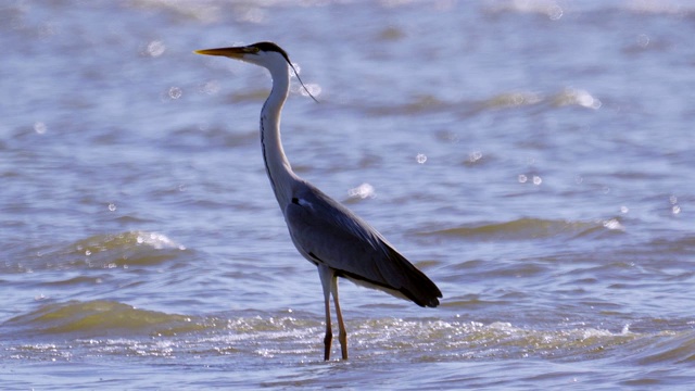 灰鹭(Ardea cinerea)站在浅水里休息。视频素材