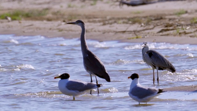 灰鹭(Ardea cinerea)、黑颈鹭(Ardea melanocephala)和黑头鸥(Ichthyaetus Ichthyaetus)站在浅水中休息。视频素材