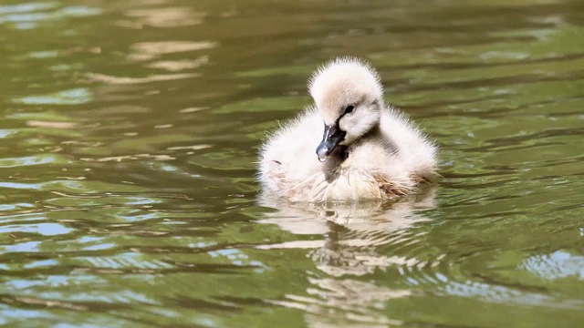 小黑天鹅在湖里游泳，可爱的毛茸茸的小天鹅在水面上漂浮，寻找食物和清洁自己，4k镜头，慢镜头。视频素材