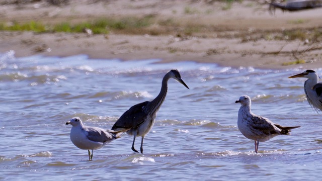 灰鹭(Ardea cinerea)、黑颈鹭(Ardea melanocephala)和黑头鸥(Ichthyaetus Ichthyaetus)站在浅水中休息。视频素材