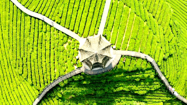 绿茶种植梯田鸟瞰图视频素材