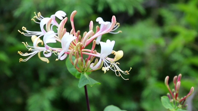 金银花。视频素材