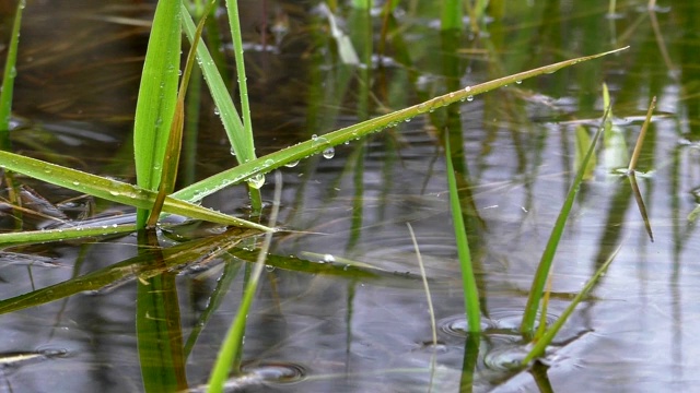 夏季大自然柔和的雨在4K。视频素材