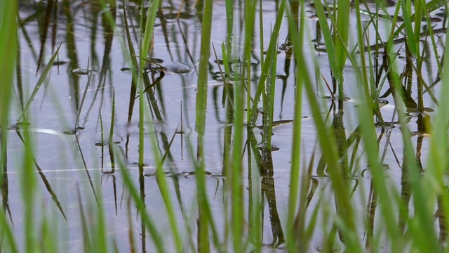 夏季大自然柔和的雨在4K。视频素材