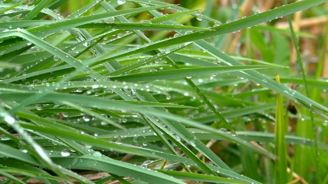 夏季大自然柔和的雨在4K。视频素材