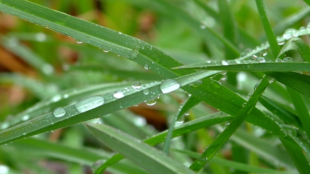 夏季大自然柔和的雨在4K。视频素材