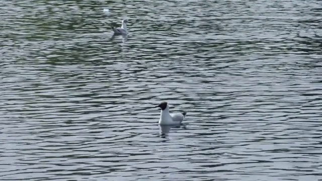 沿海水域的黑头海鸥。视频素材