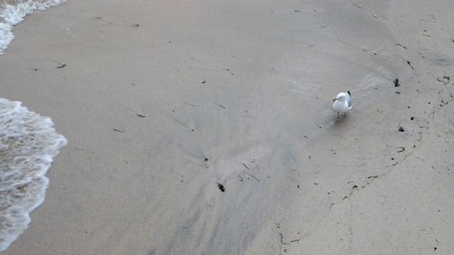 海岸上的海鸥等待着为她带来食物的海浪视频素材