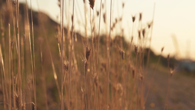 夏日金色的草地视频素材