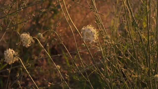 夏日金色的草地视频素材