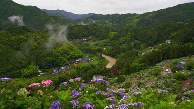 日本的绣球花视频素材