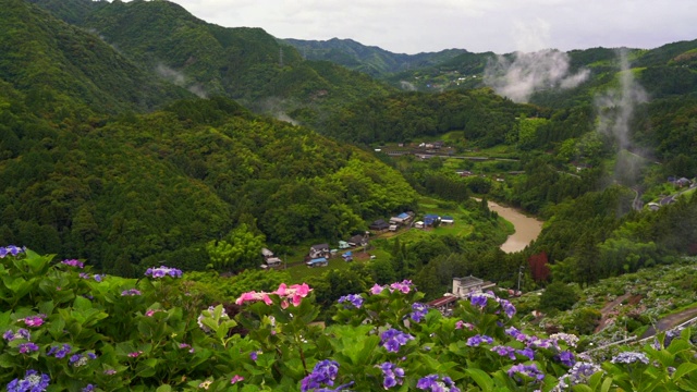 日本的绣球花视频素材