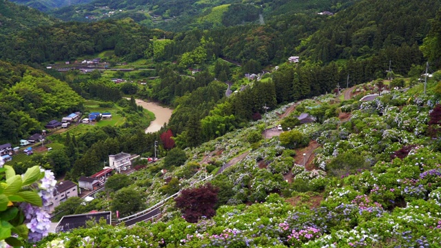 日本的绣球花视频素材