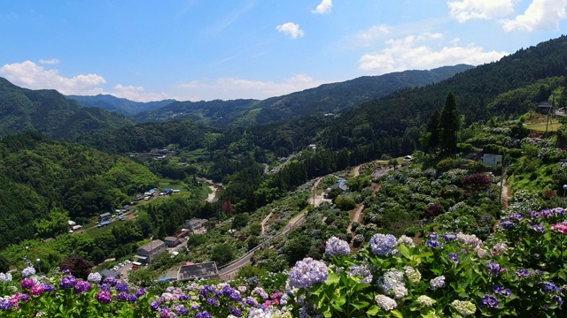 日本的绣球花视频素材