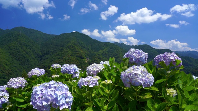 日本的绣球花视频素材