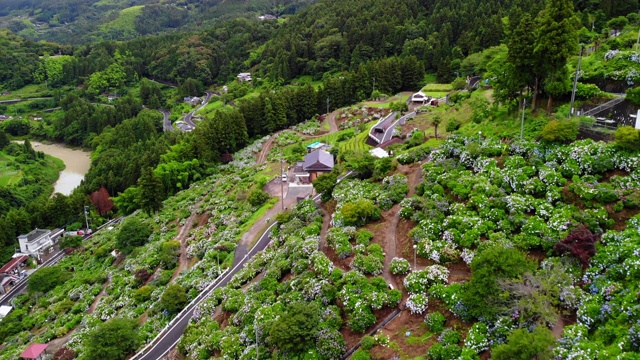 日本的绣球花视频素材