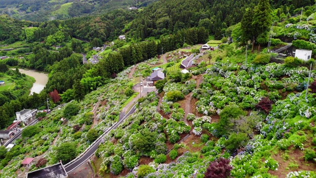 日本的绣球花视频素材