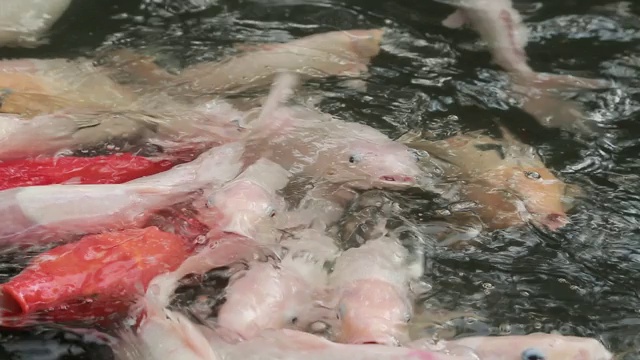 池塘里有许多锦鲤，成群的鱼游到水面上来抢食视频素材