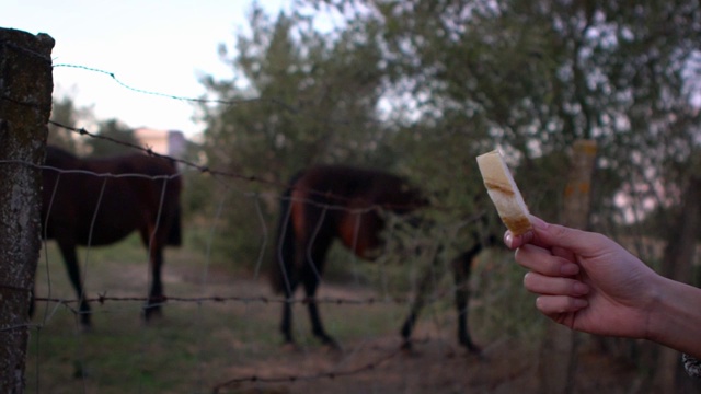 慢镜头女人在喂一匹漂亮的马。马的鼻子和嘴在吃食物视频素材