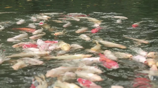 池塘里有许多锦鲤，成群的鱼游到水面上来抢食视频素材