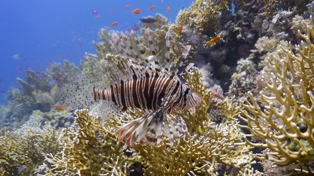 水下拍摄沿珊瑚礁的海洋生物，充满生命、色彩和各种海洋动物物种。视频素材