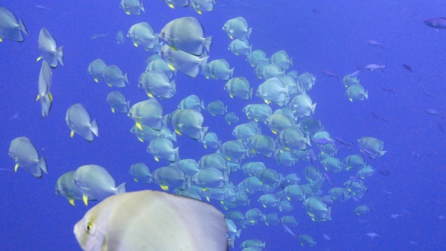 水下拍摄沿珊瑚礁的海洋生物，充满生命、色彩和各种海洋动物物种。视频素材