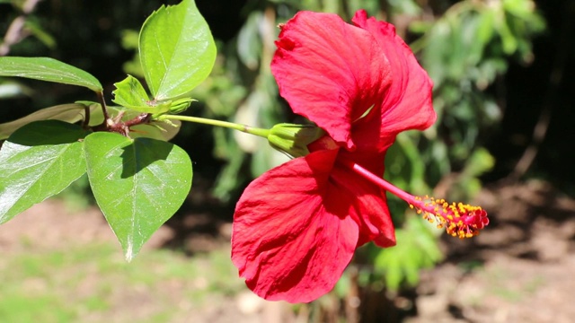 大红花芙蓉花。视频素材