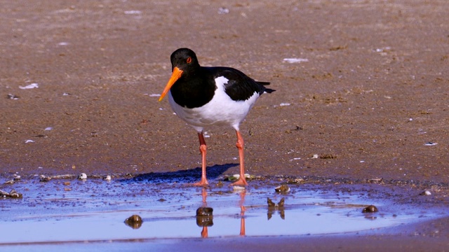 沿沙岸和浅水行走的欧亚鸟类捕牡蛎(ostralegus Haematopus)这种鸟寻找贝壳，并以其中的软体动物为食。视频素材