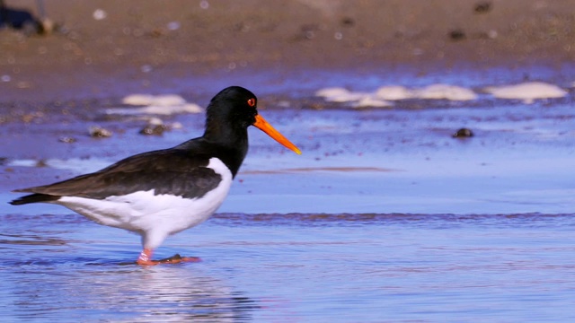 沿沙岸和浅水行走的欧亚鸟类捕牡蛎(ostralegus Haematopus)这种鸟寻找贝壳，并以其中的软体动物为食。视频素材