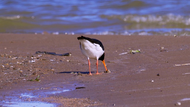 沿沙岸和浅水行走的欧亚鸟类捕牡蛎(ostralegus Haematopus)这种鸟寻找贝壳，并以其中的软体动物为食。视频素材