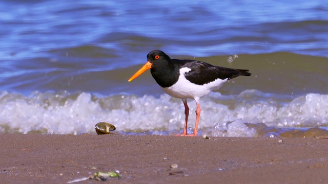 沿沙岸和浅水行走的欧亚鸟类捕牡蛎(ostralegus Haematopus)这种鸟寻找贝壳，并以其中的软体动物为食。视频素材