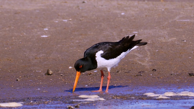 沿沙岸和浅水行走的欧亚鸟类捕牡蛎(ostralegus Haematopus)这种鸟寻找贝壳，并以其中的软体动物为食。视频素材