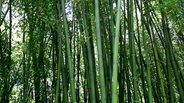 垂直的茎，浓密，在竹林中。视频素材