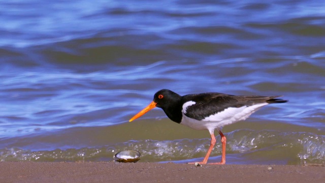 沿沙岸和浅水行走的欧亚鸟类捕牡蛎(ostralegus Haematopus)视频素材