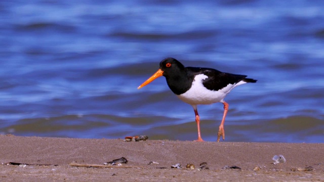 沿沙岸和浅水行走的欧亚鸟类捕牡蛎(ostralegus Haematopus)视频素材