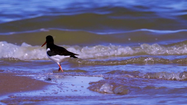 沿沙岸和浅水行走的欧亚鸟类捕牡蛎(ostralegus Haematopus)视频素材