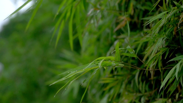 青竹与雨点的慢镜头移动。视频素材