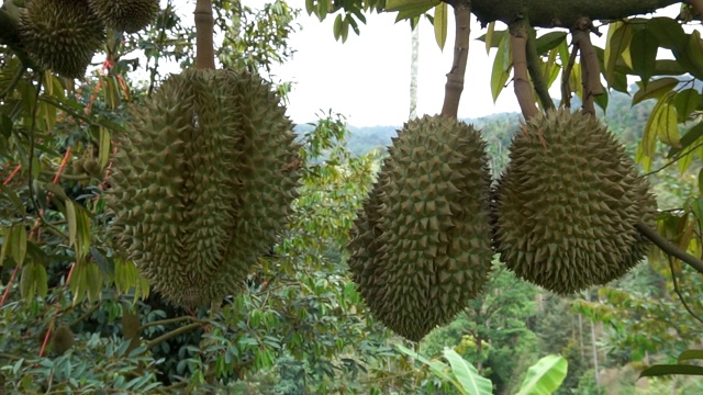 泰国的榴莲花园。视频素材