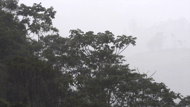 雨在森林里。视频下载